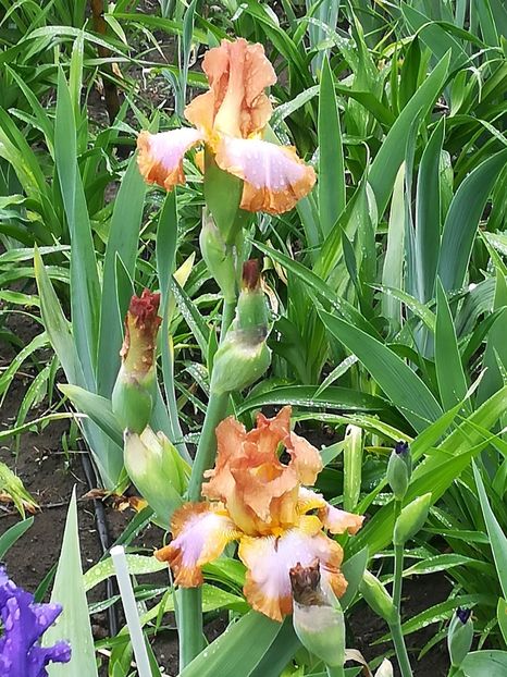  - Iriși 2021 partea a 2 a