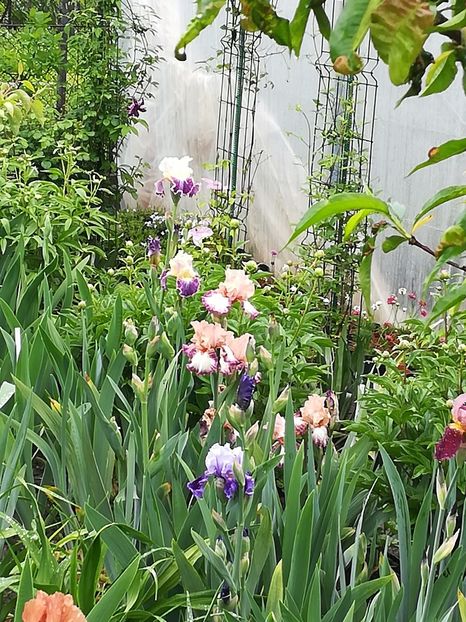  - Iriși 2021 partea a 2 a