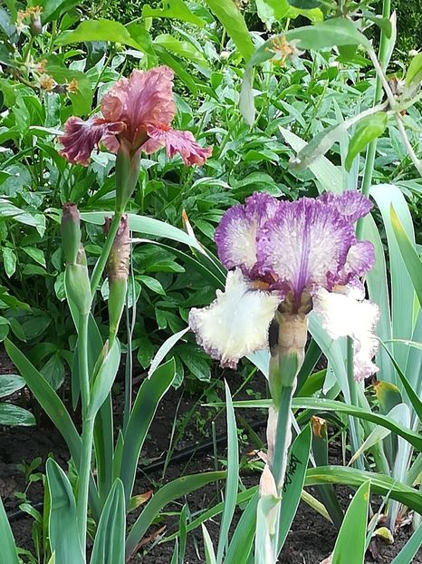  - Iriși 2021 partea a 2 a