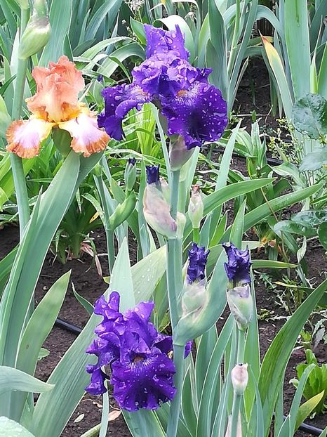  - Iriși 2021 partea a 2 a