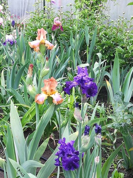  - Iriși 2021 partea a 2 a