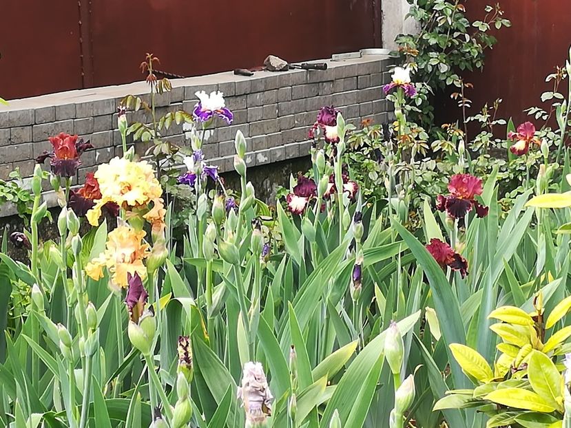  - Iriși 2021 partea a 2 a