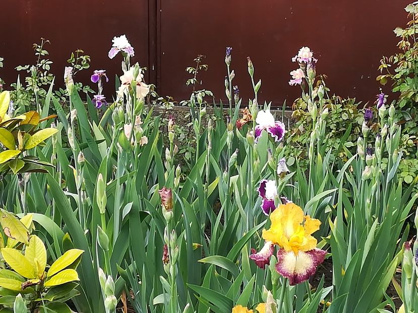  - Iriși 2021 partea a 2 a