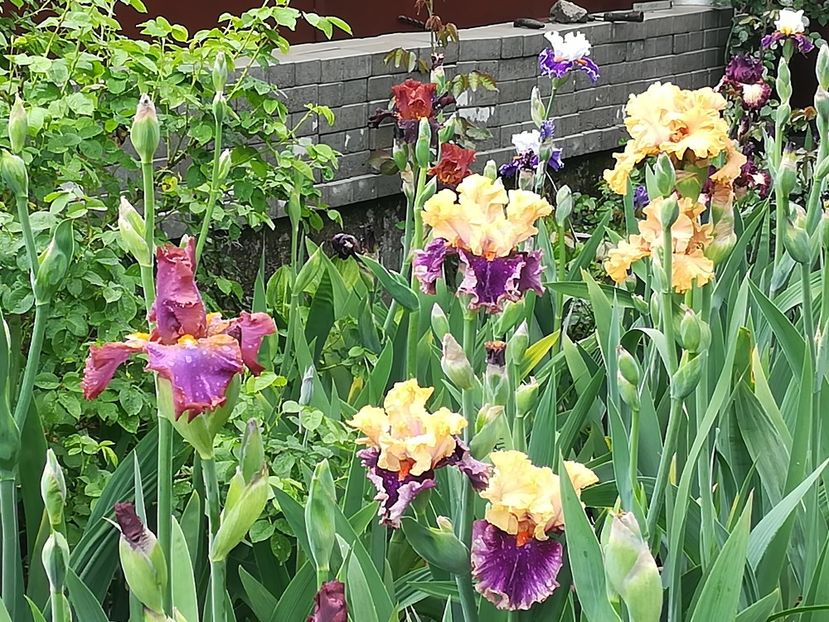  - Iriși 2021 partea a 2 a