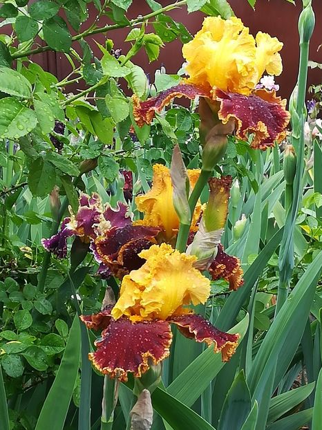  - Iriși 2021 partea a 2 a