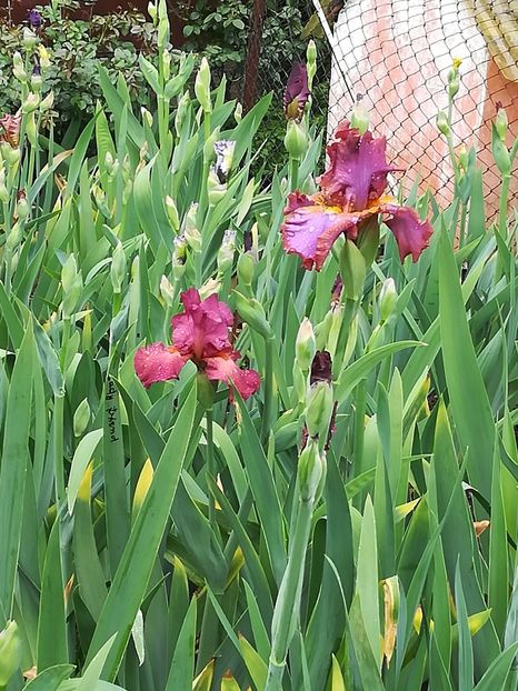  - Iriși 2021 partea a 2 a