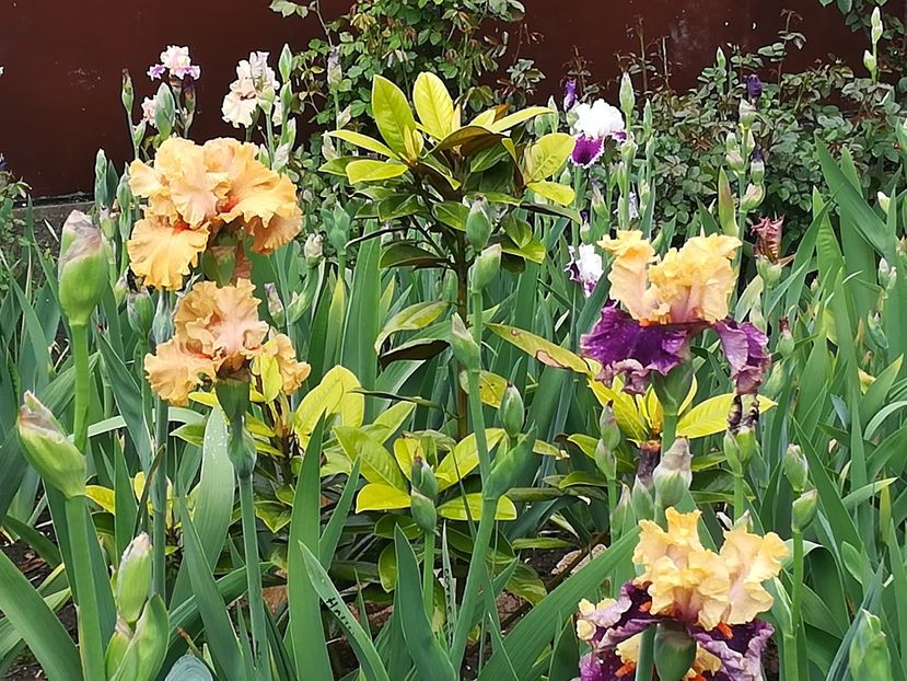  - Iriși 2021 partea a 2 a