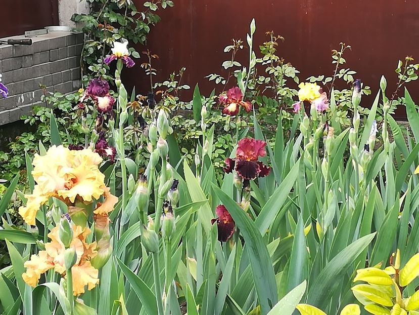  - Iriși 2021 partea a 2 a