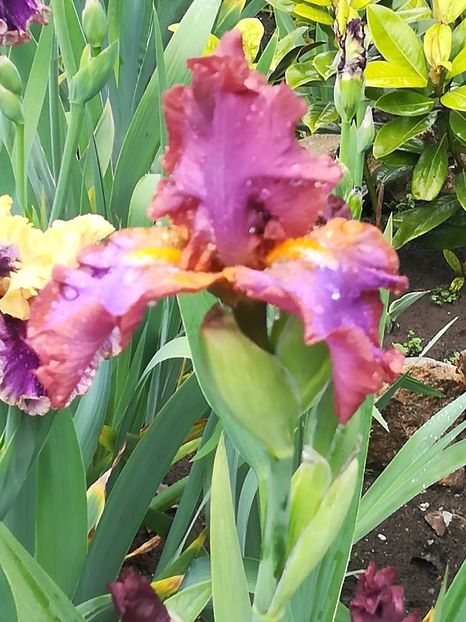  - Iriși 2021 partea a 2 a