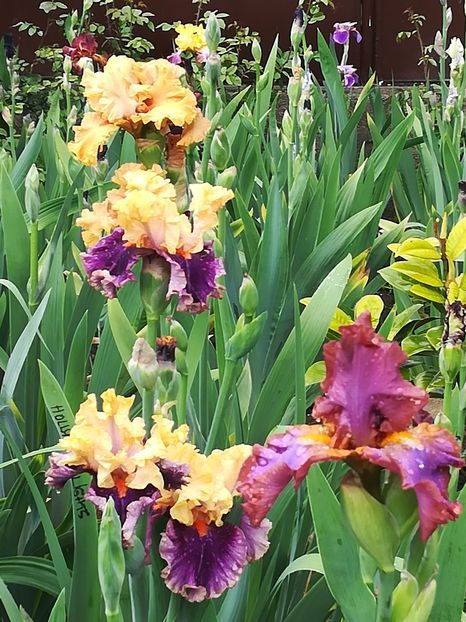  - Iriși 2021 partea a 2 a