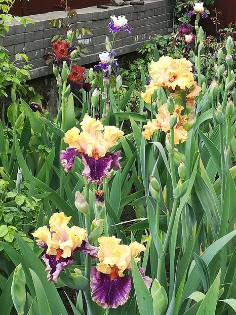  - Iriși 2021 partea a 2 a