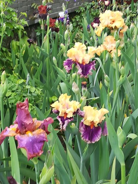  - Iriși 2021 partea a 2 a