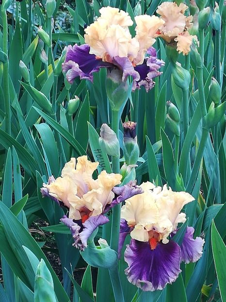  - Iriși 2021 partea a 2 a