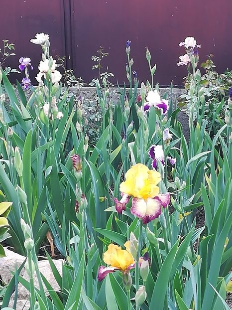  - Iriși 2021 partea a 2 a