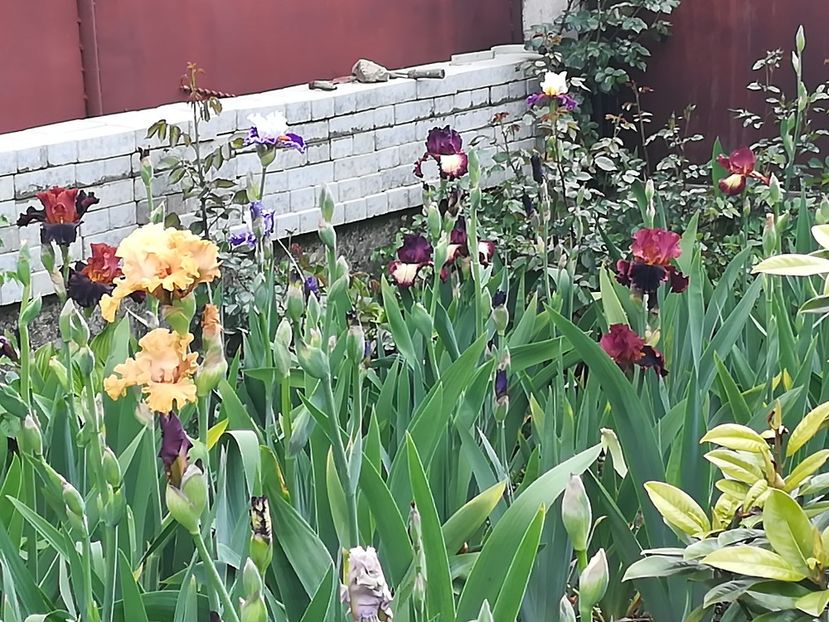  - Iriși 2021 partea a 2 a