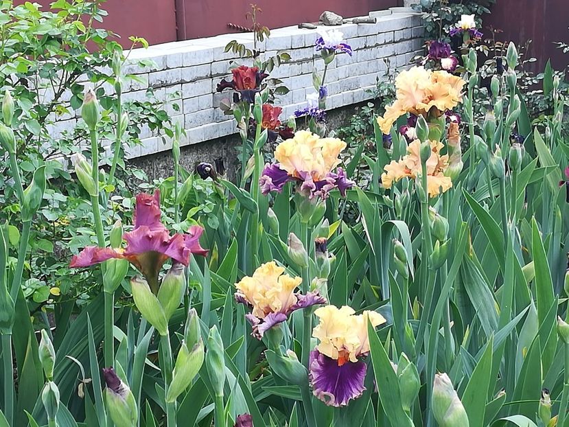  - Iriși 2021 partea a 2 a