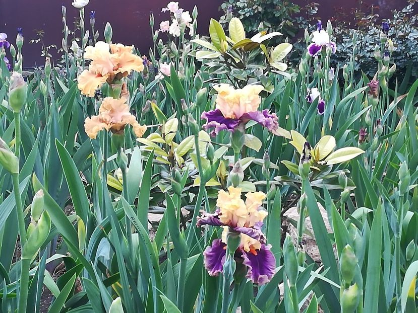  - Iriși 2021 partea a 2 a