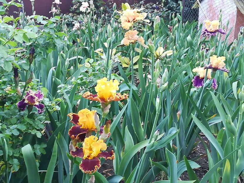  - Iriși 2021 partea a 2 a