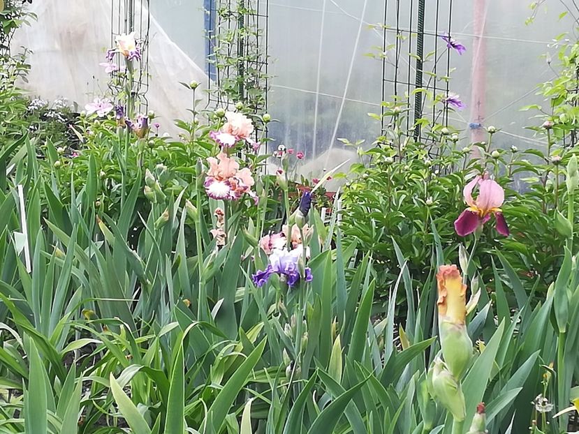  - Iriși 2021 partea a 2 a