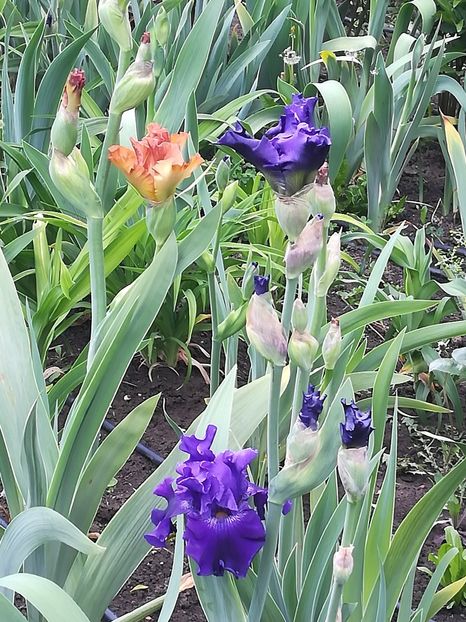  - Iriși 2021 partea a 2 a