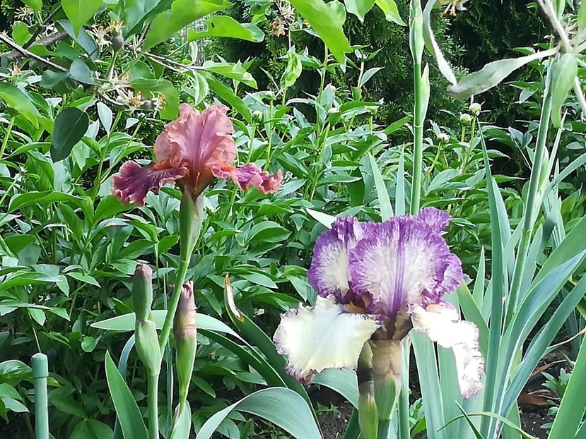  - Iriși 2021 partea a 2 a