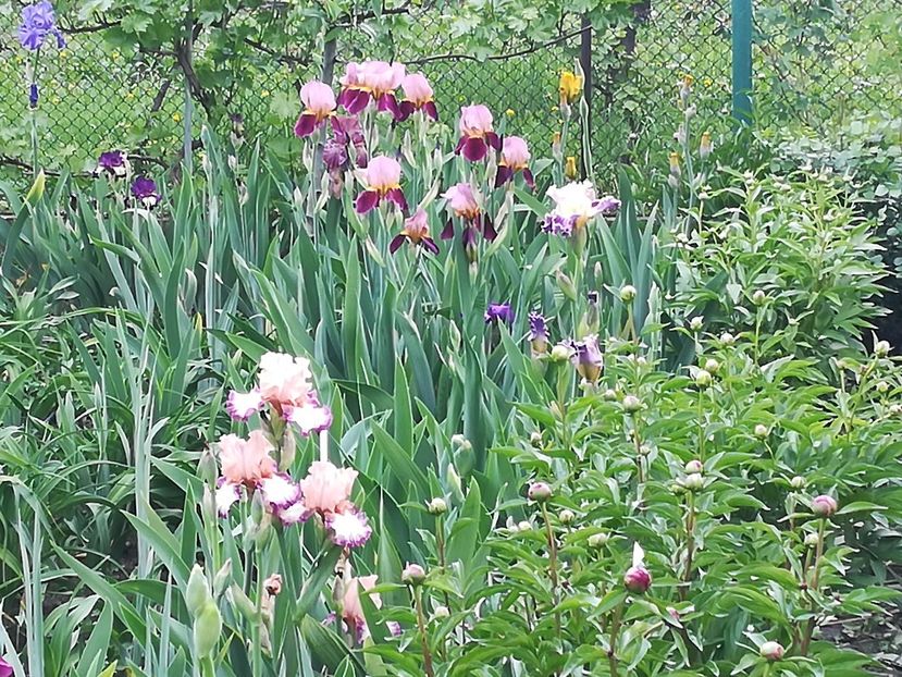  - Iriși 2021 partea a 2 a