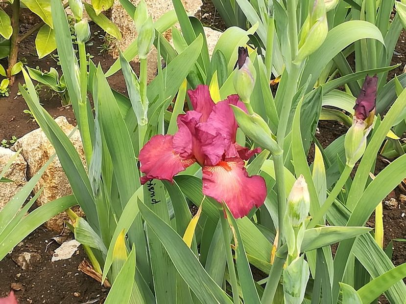  - Iriși 2021 partea a 2 a