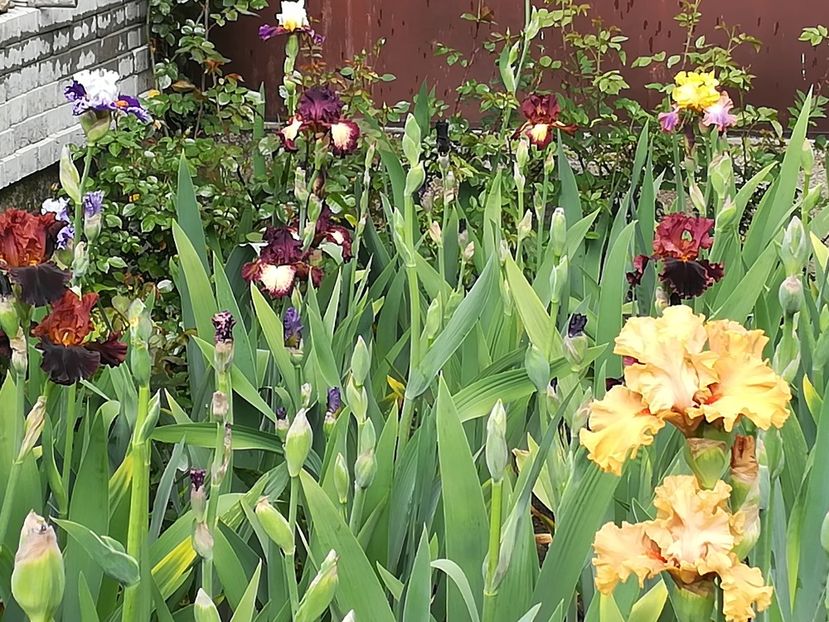  - Iriși 2021 partea a 2 a