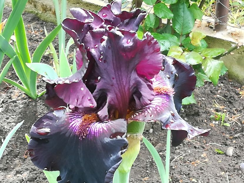  - Iriși 2021 partea a 2 a