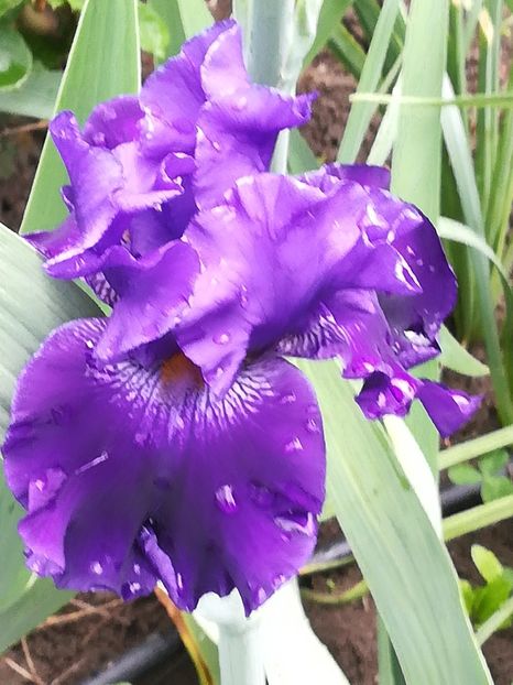  - Iriși 2021 partea a 2 a