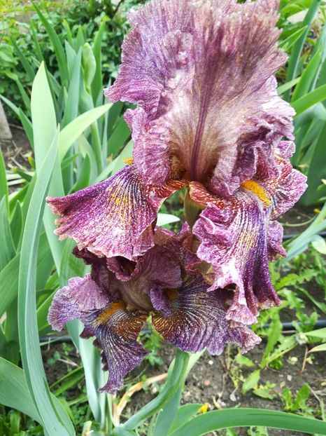  - Iriși 2021 partea a 2 a