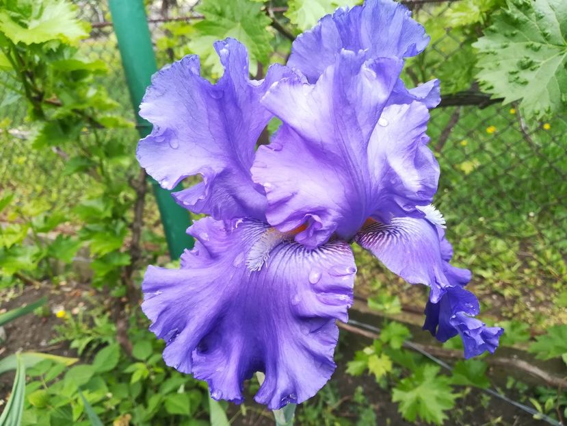  - Iriși 2021 partea a 2 a