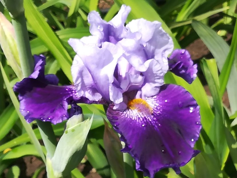  - Iriși 2021 partea a 2 a