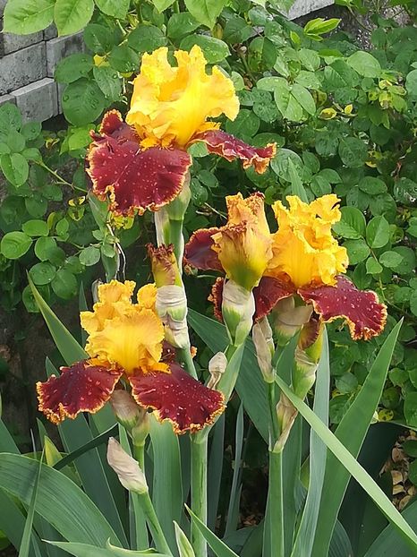  - Iriși 2021 partea a 2 a