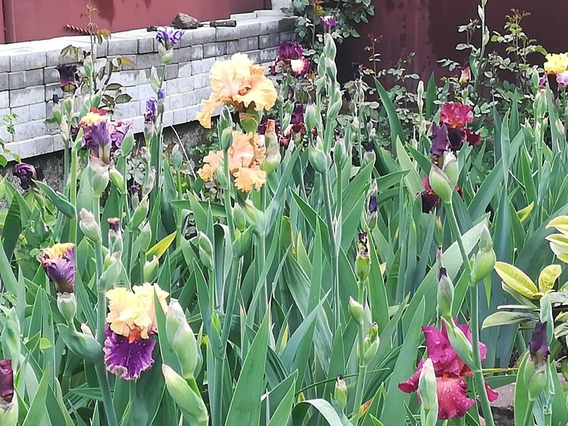  - Iriși 2021 partea a 2 a