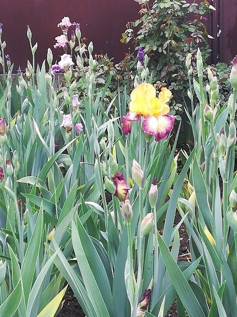  - Iriși 2021 partea a 2 a