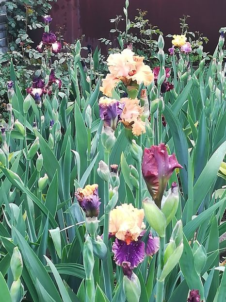  - Iriși 2021 partea a 2 a