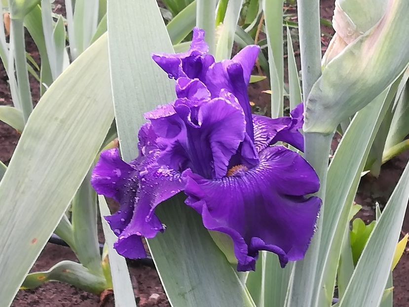  - Iriși 2021 partea a 2 a