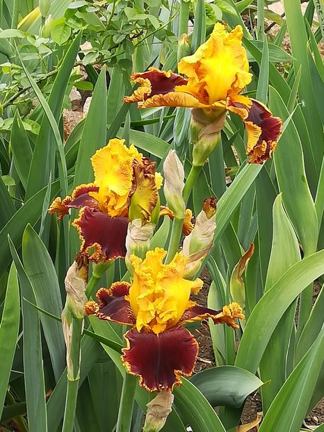  - Iriși 2021 partea a 2 a