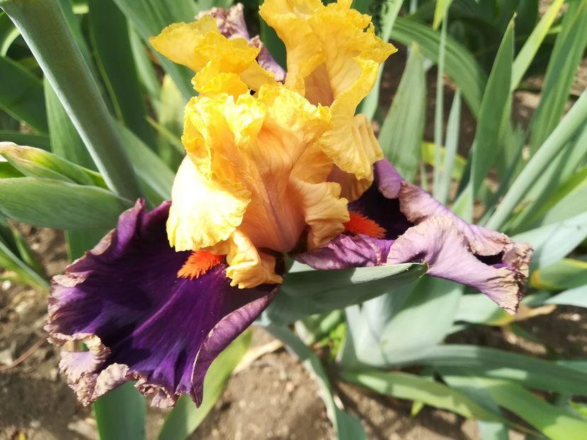  - Iriși 2021 partea a 2 a