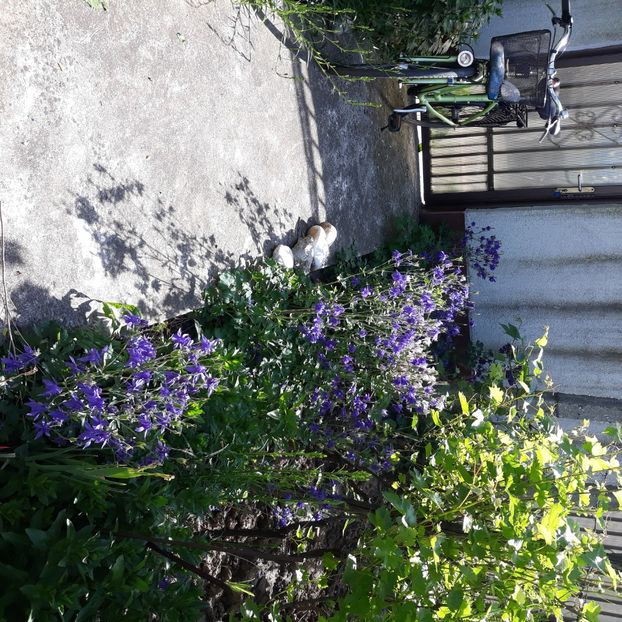  - Flori de grădină-2021