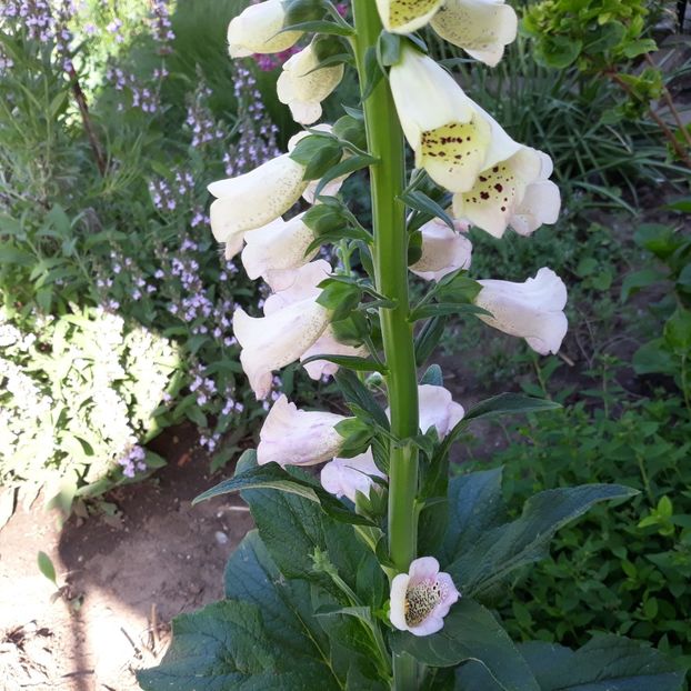  - Flori de grădină-2021