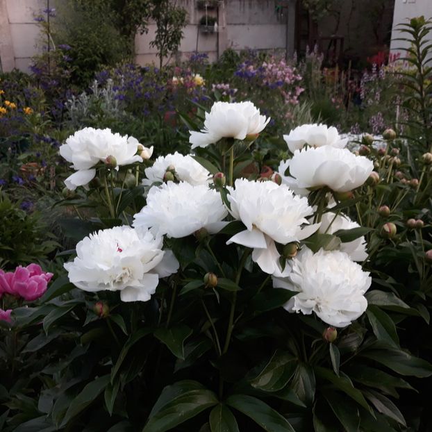  - Flori de grădină-2021