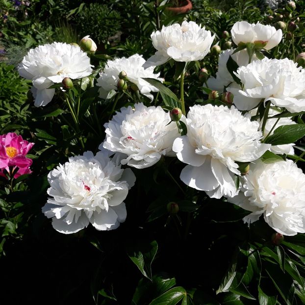  - Flori de grădină-2021