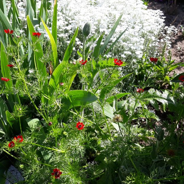  - Flori de grădină-2021