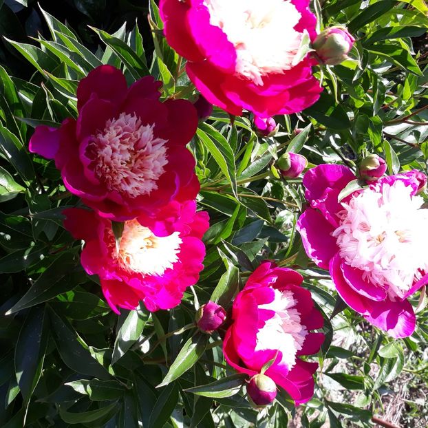  - Flori de grădină-2021