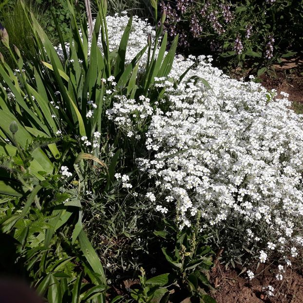  - Flori de grădină-2021