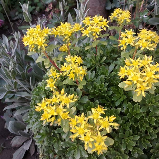  - Flori de grădină-2021