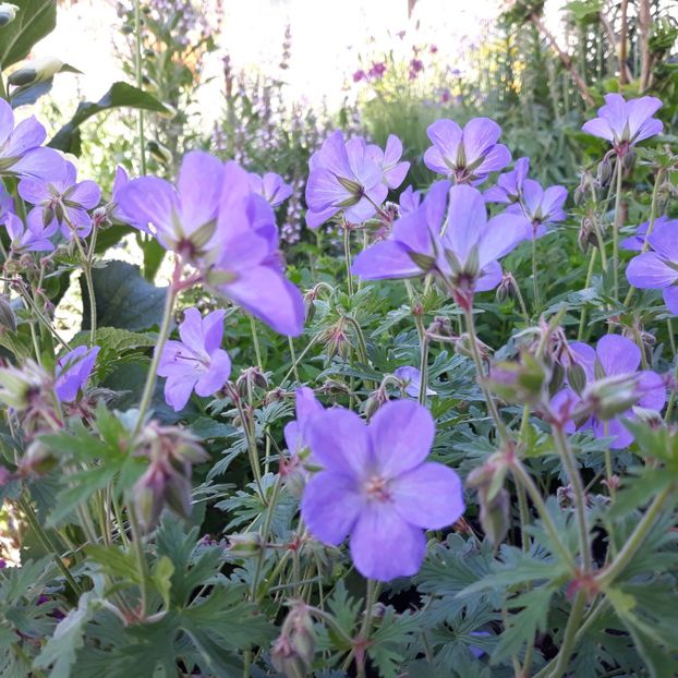  - Flori de grădină-2021