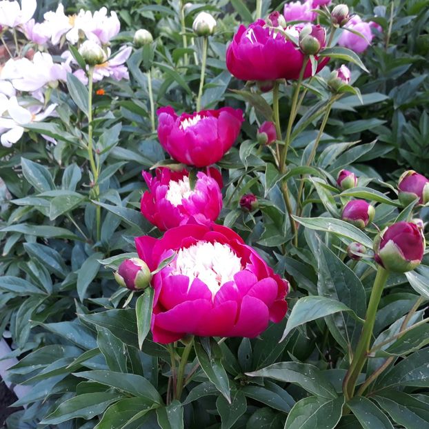  - Flori de grădină-2021